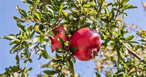  Quest for the Shimmering Pomegranate -  A Timeless Tale of Desire and Deception from Ancient Iran!