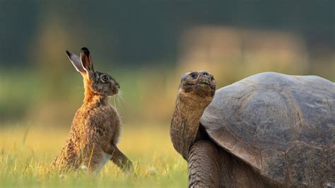  The Tortoise Who Went To Heaven - Een hilarisch verhaal over hebzucht en nederigheid!